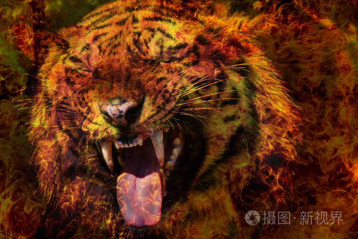 一只孟加拉西伯利亚虎的奇妙肖像着火了中国日历的火虎中国传统的火红