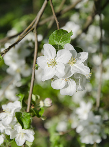 白色美丽盛开的苹果树枝在温暖的一天在花园里美丽的背景关闭