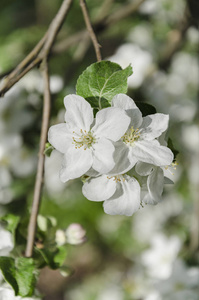 白色美丽盛开的苹果树枝在温暖的一天在花园里美丽的背景关闭