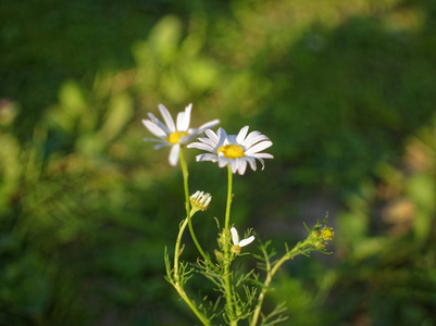 野生洋甘菊花在绿草背景