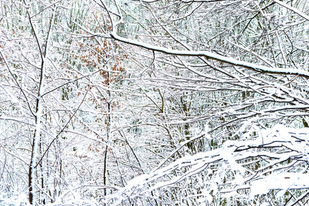 冬天，河边的树被白雪覆盖