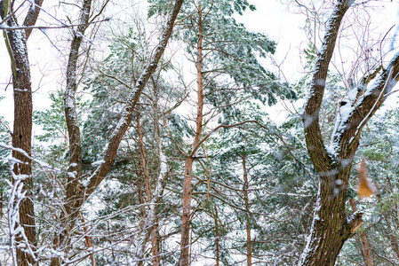 冬天，河边的树被白雪覆盖