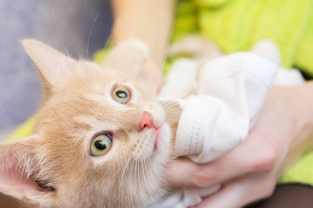 猫手的肖像照片