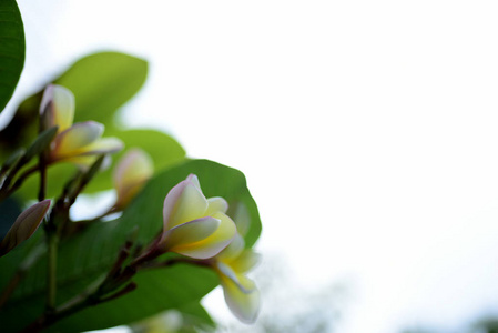 梅花。粉红色的花。粉红色的花或白色的花背景。的花背景。花。