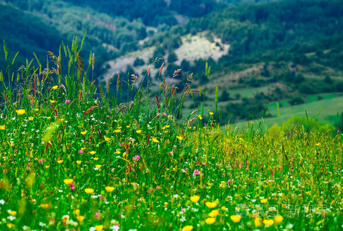 一种高山野花在田野上自然的农村夏季背景乡村花卉背景