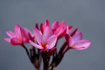 梅花。粉红色的花。粉红色的花或白色的花背景。的花背景。花。