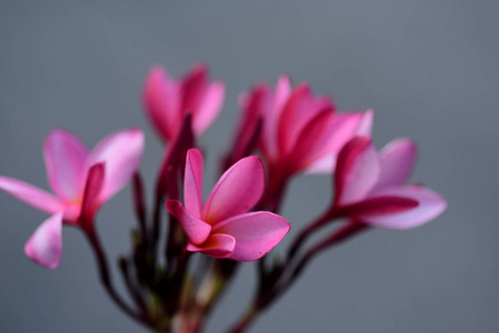 梅花。粉红色的花。粉红色的花或白色的花背景。的花背景。花。