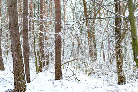 冬天，河边的树被白雪覆盖