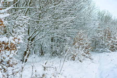 冬天，河边的树被白雪覆盖