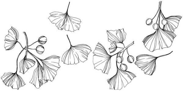 向量隔离银杏例证元素叶植物植物园叶黑白雕刻水墨艺术