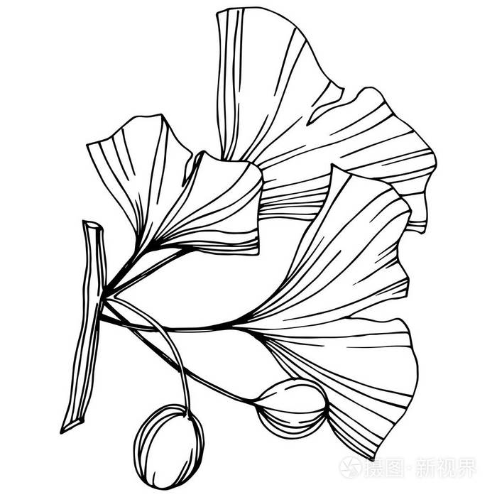 向量隔离银杏例证元素叶植物植物园叶黑白雕刻水墨艺术