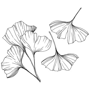 向量隔离银杏例证元素。叶植物植物园叶。黑白雕刻水墨艺术
