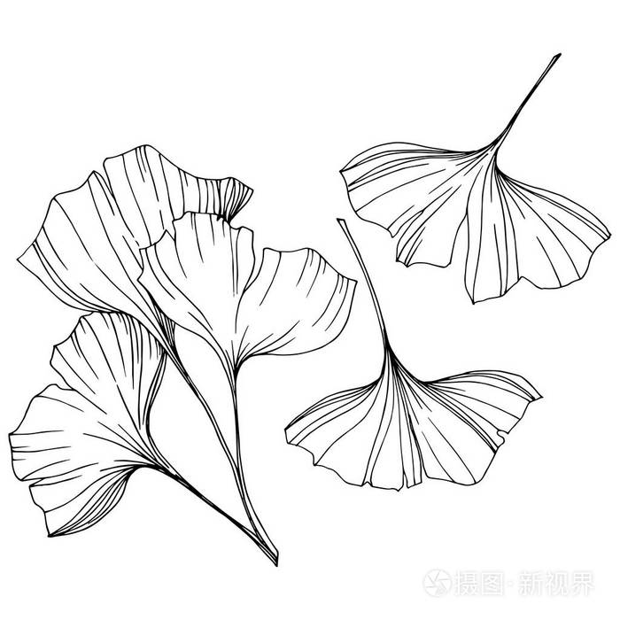 向量隔离银杏例证元素.叶植物植物园叶.黑白雕刻水墨艺术