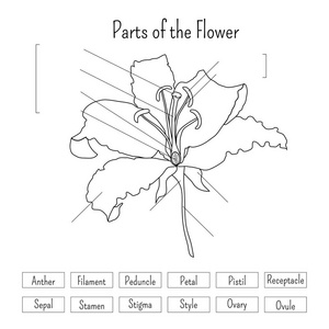 百合花的基本结构简图图片