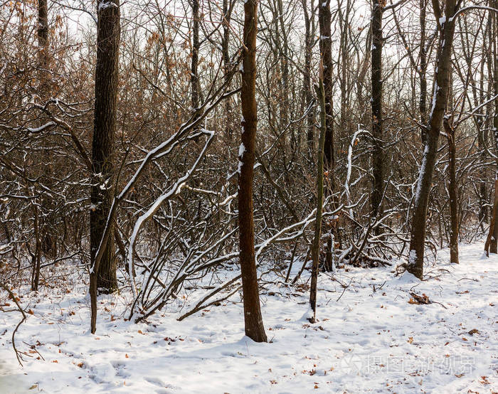 冬天的雪覆盖着树. 风景冬季森林,树木覆盖着雪.
