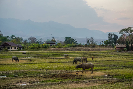 稻田和放牧水牛。 泰国，泰国