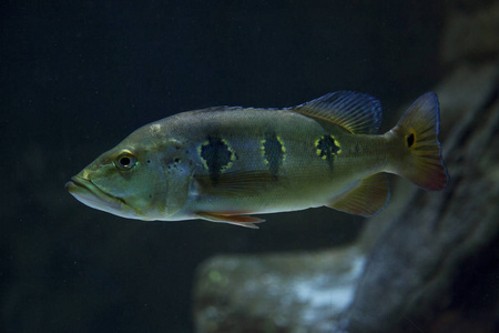 奥里诺科孔雀鲈鱼(cichlaorinocens is).照片