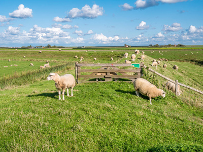 圩区景观与放牧羊堤草地和农舍在西弗里斯岛德塞尔诺德荷兰