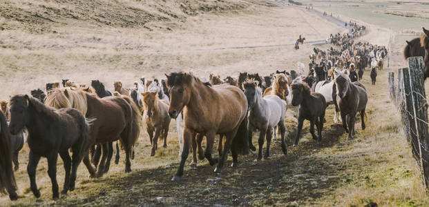 一群可爱的冰岛马骑在农场的会议上