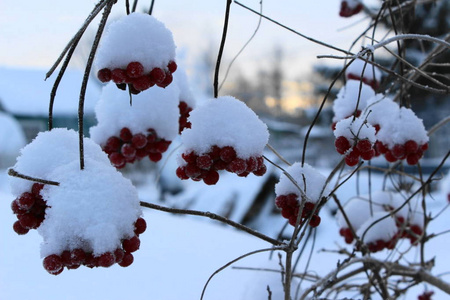 雪中干枝上的红色浆果