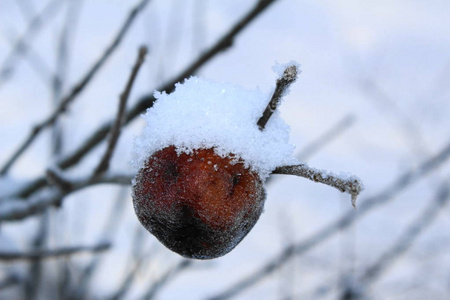 最后一个干苹果在雪地里的树枝上