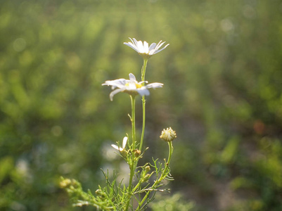 野生洋甘菊花在绿草背景