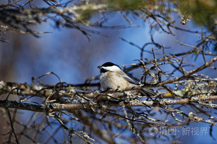 一只黑色的有盖的鹰嘴鸟在嘴里衔着一颗种子这些可爱的鸣禽可以在农村