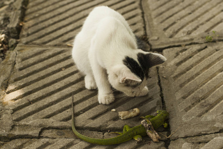 猫的世界。一只小猫和一只蜥蜴。小猫是捕食者。年轻的猎人。