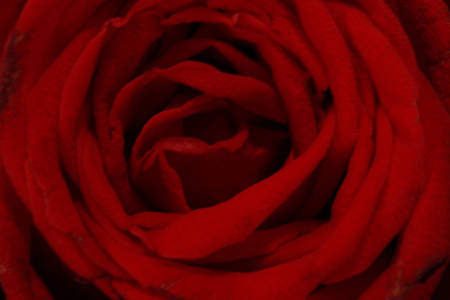 在中间红玫瑰的顶部特写照片。
