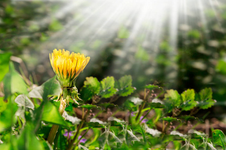 蒲公英黄花生长在春天的时候，在绿草上晒太阳。 早上好。 文本空间。 旋转或夏季背景。