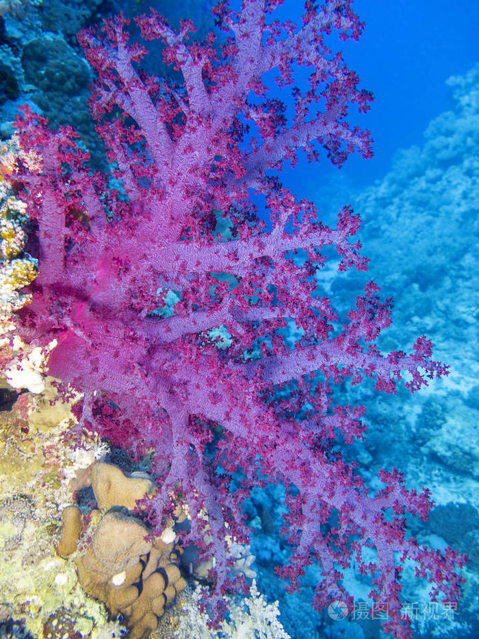 热带海底五颜六色的珊瑚礁,柔软的珊瑚,粉红色的树枝,水下景观