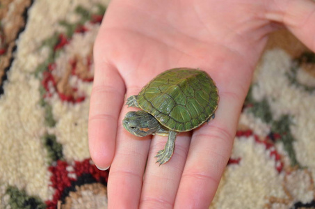 手掌上的小乌龟
