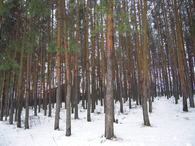 松树冬季公园