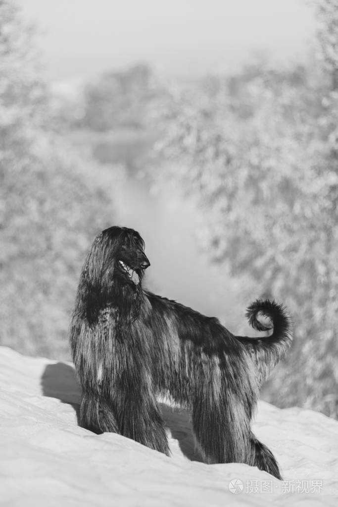 黑白照片阿富汗猎犬在沙漠中的沙滩上行走