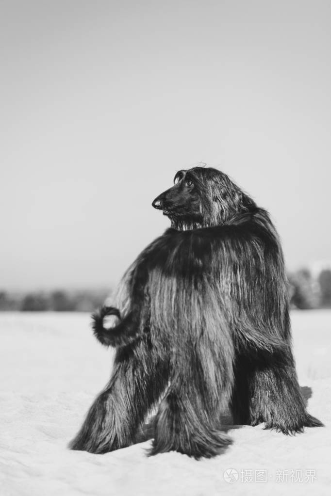黑白照片阿富汗猎犬站在沙漠的沙滩上