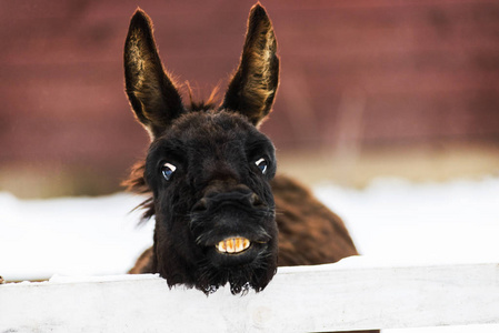 驴和他的小马驹驴子微笑和露出牙齿的肖像照片