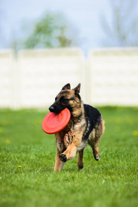 德国牧羊犬飞盘跑