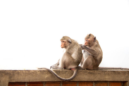 猴子夫妇坐在具体而热情的感情上相爱。