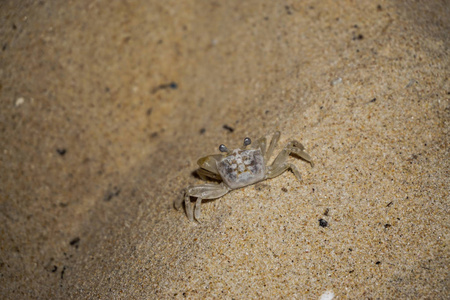 海滩上的一只小甲壳类动物