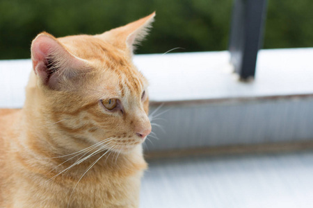 抽象的暹罗猫坐在水泥地板上。 黄色的猫坐在白色的地板上。