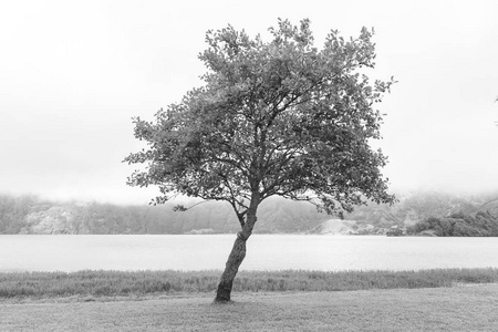 葡萄牙索米格尔的拉戈阿祖尔旁边一棵黑白孤独的树。