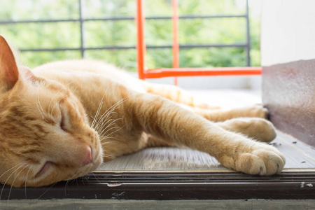 泰国猫昏昏欲睡。 抽象的暹罗猫坐在水泥地板上。 猫坐在白色的地板上。