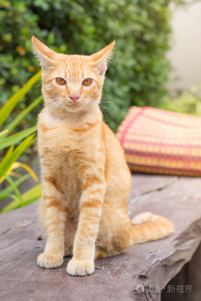 美丽的暹罗猫坐在钢墙上黄色的泰国猫躺在地上