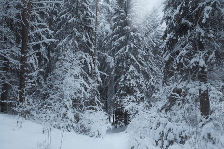 雪中的冬季森林
