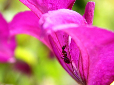 花叶上的蚂蚁
