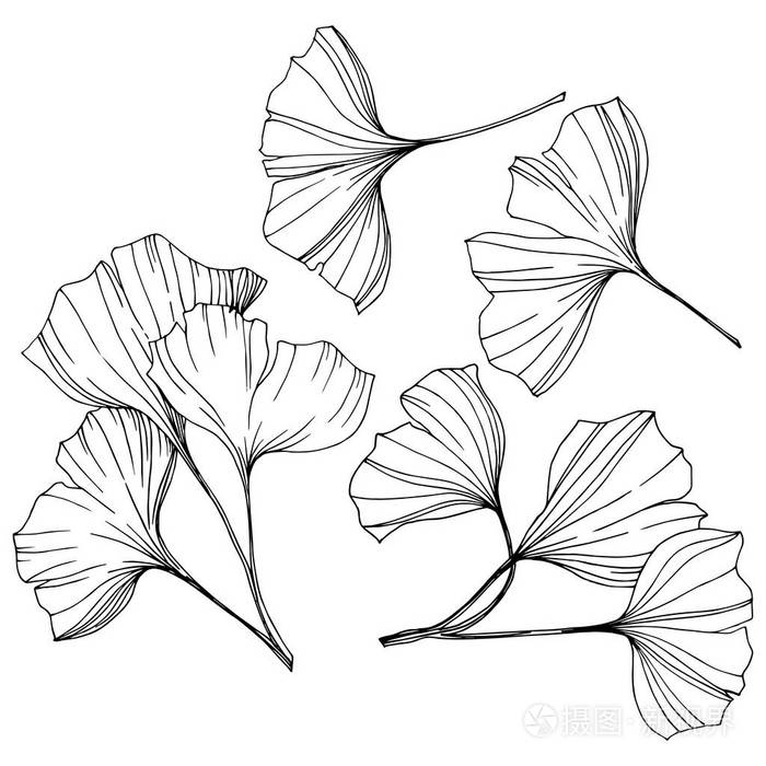 向量隔离银杏例证元素叶植物植物园叶黑白雕刻水墨艺术