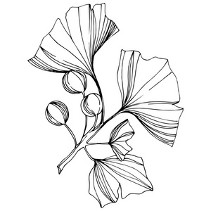 向量隔离银杏例证元素。叶植物植物园叶。黑白雕刻水墨艺术