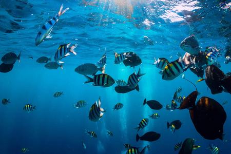 海底世界，蓝色海洋中有热带鱼