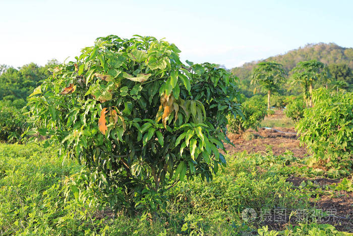 泰国山谷生长的芒果田