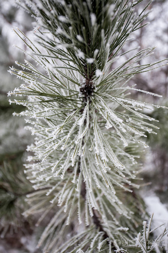 冬天覆盖着雪霜的松树